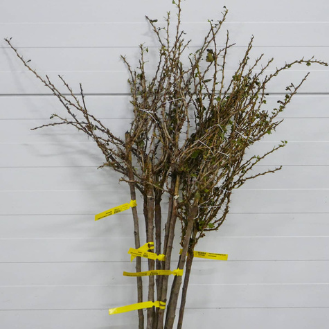 Agrest czerwony Kamieniar na pniu w balocie