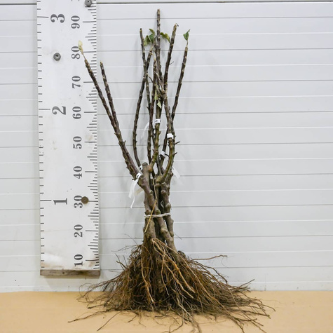 Jabłoń kolumnowa Dejavu w typie Gloster START PACK