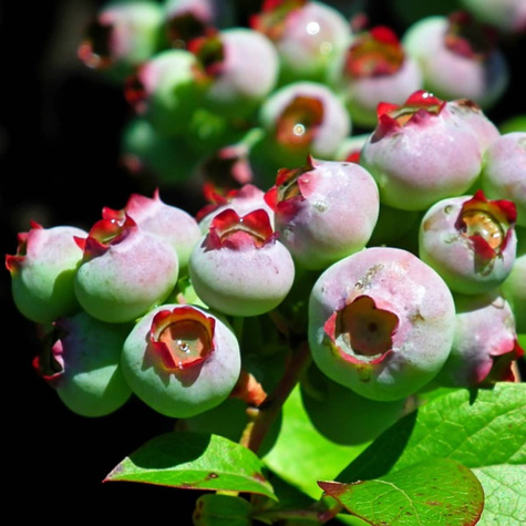 Borówki na Balkon Zestaw 2 odmian