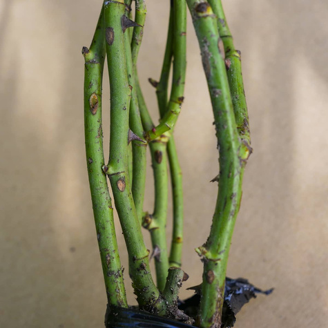 Róża wielkokwiatowa Różowa Cryterion w balocie