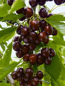 Czereśnia Kordia w doniczce (C2)