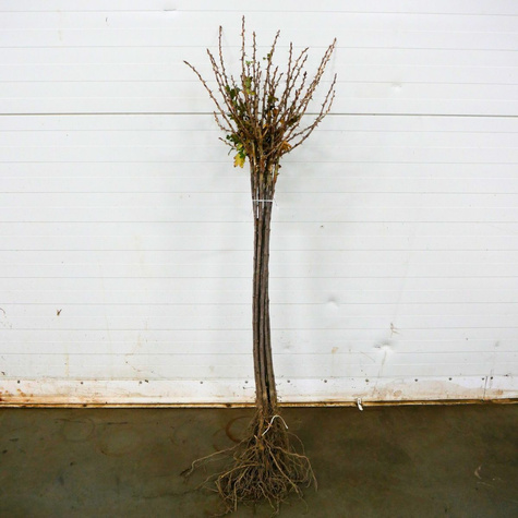 Agrest czerwony Niesłuchowski na pniu w balocie