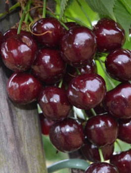 Czereśnia półkarłowa Rita odporna na szkodniki START PACK