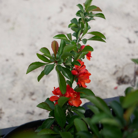 Pigwowiec pośredni Texas Scarlet (P9)