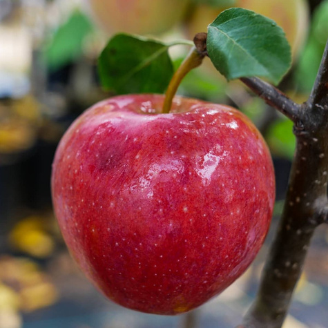 Jabłoń typu Remo Parchoodporna