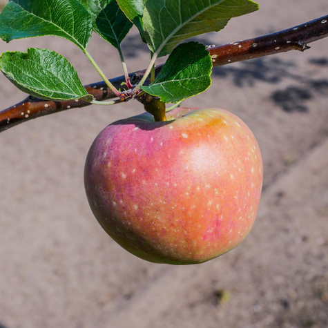 Jabłoń Remo Parchoodporna w doniczce (C2)