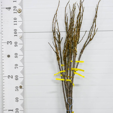 Duo porzeczka biało-czarna na pniu Start Pack