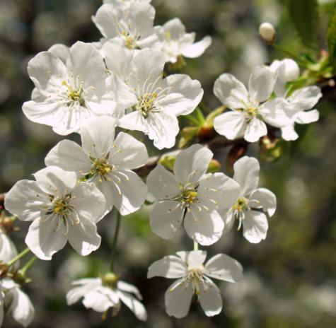 Śliwa Vision START PACK