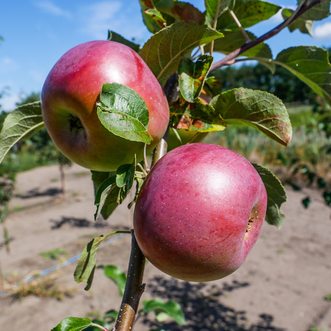Jabłoń Fantazja START PACK