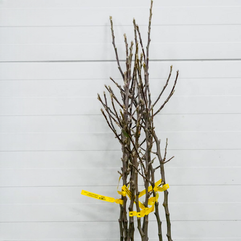 Jabłoń Ananas Berżenicki START PACK