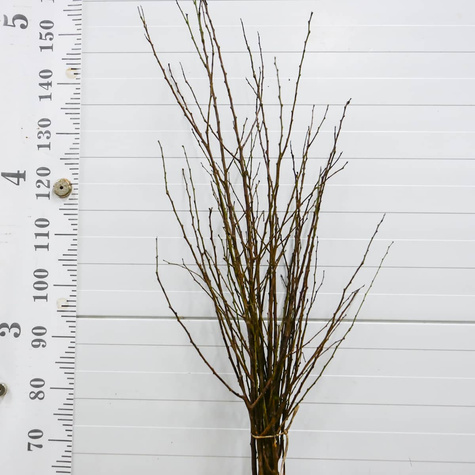 Morela Harogem START PACK