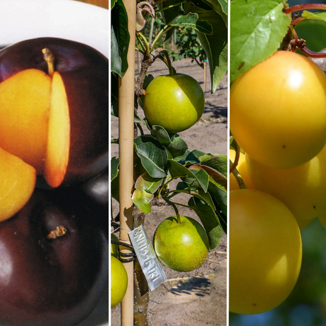  Zestaw Owocowe Letnie Zbiory Plant Pack 