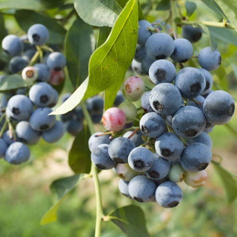 Borówka amerykańska niska Chippewa (C2)