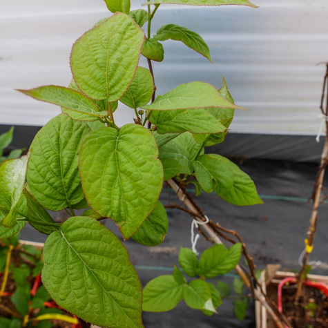 MINI KIWI Aktinidia Pstrolistna 'Dr Szymanowski'' Obupłciowa - zielona