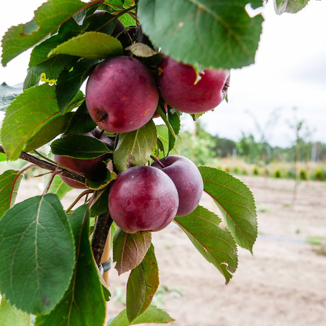 Jabłoń kolumnowa Galina MINI START PACK