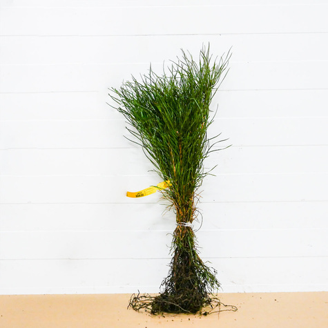 Sosna zwyczajna Plant Pack