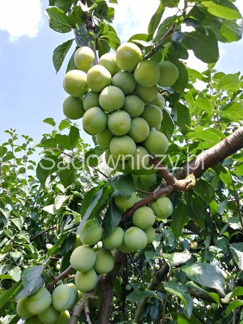 Śliwa Renkloda Ulena w doniczce C2