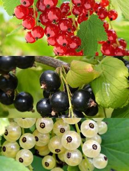 Zestaw porzeczek krzaczastych w doniczce