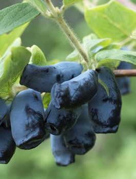 Jagoda kamczacka Sinogłaska