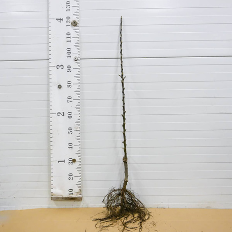 Jabłoń kolumnowa Green Cats START PACK