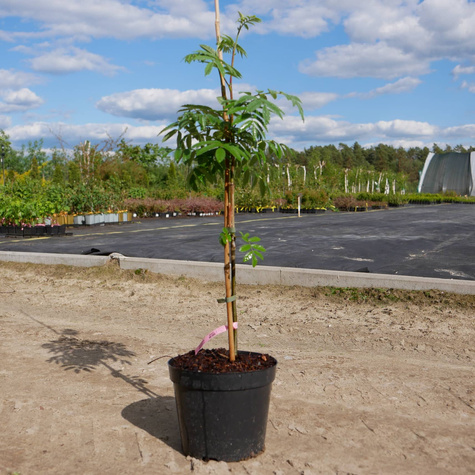Jarząb jadalny Navezhinskaja