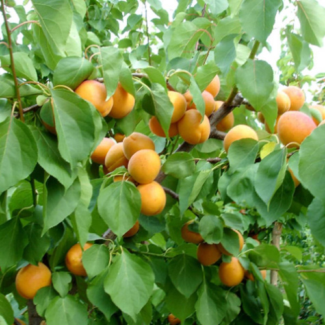 Morela Goldrich START PACK