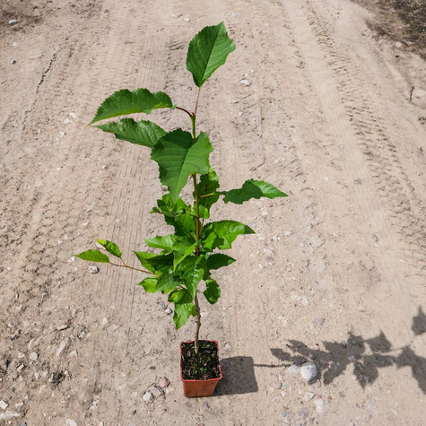 Podkładka Czereśni I Wiśni Czereśnia Ptasia Silnie Rosnąca (C2)