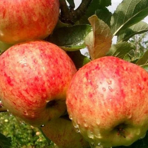 Jabłoń James Grieve w doniczce