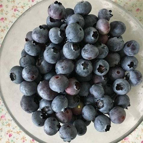 Borówka amerykańska Brigitta