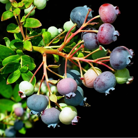 Borówka amerykańska HANNAH'S CHOICE wczesna (C5)