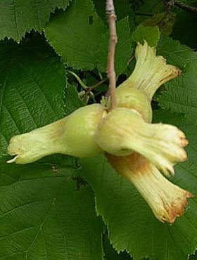 Orzech laskowy Leszczyna Aurea Np w doniczce C5