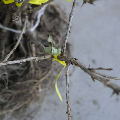 Agrest czerwony Sewierny Kapitan START PACK