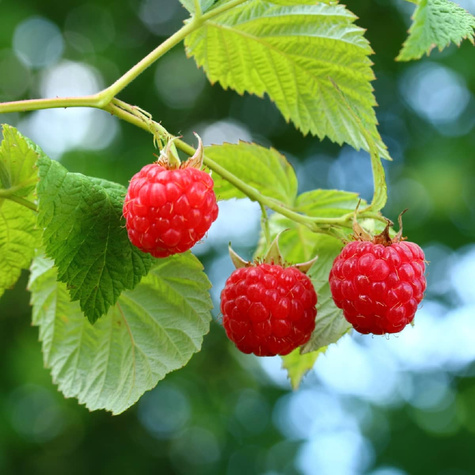 Malina czerwona na balkon Summer Lovers Petite Red