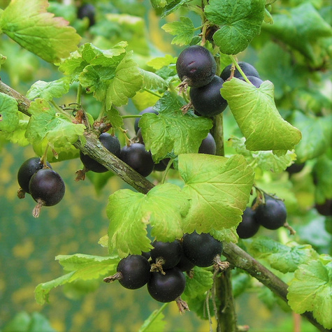 Porzeczko-agrest Josta na pniu w balocie