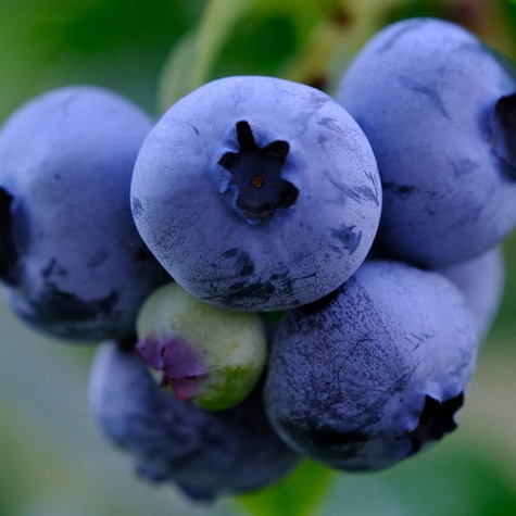 Borówka amerykańska niska Northblue (C2)