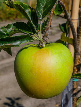 Jabłoń Golden Dream START PACK