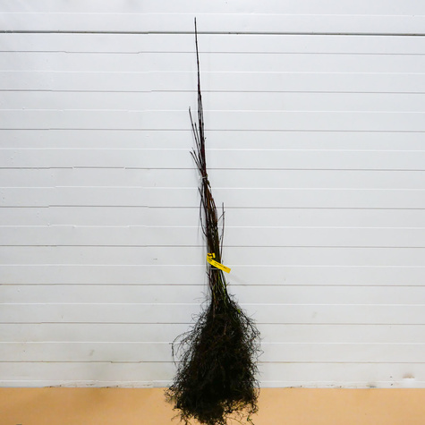 Dereń świdwa Plant Pack