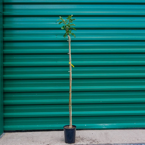 Jarzębina jadalna Jarząb jadalny Burka