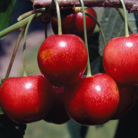 Czereśnia typu Techlovan w doniczce (C2)