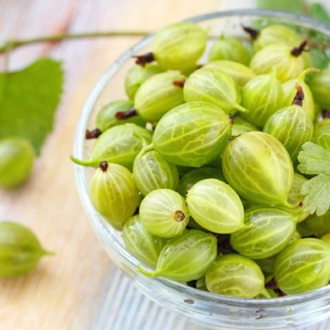 Agrest biały na pniu w balocie START PACK