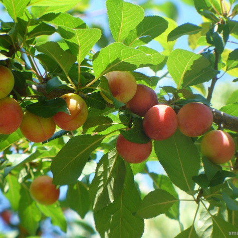Śliwa Kolumnowa Złota Mirabelka