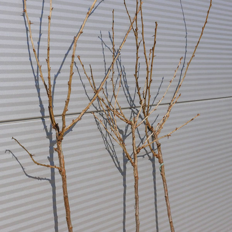 Agrest czerwony Krasnosłowiański na pniu w balocie