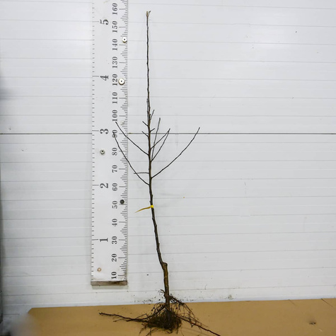 Jabłoń Papierówka Staropolska START PACK