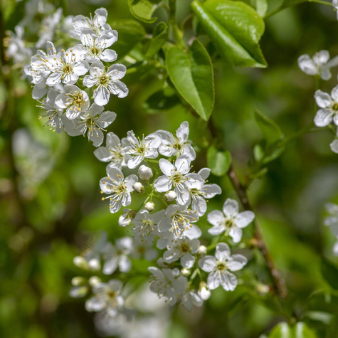 Wiśnia wonna Antypka na zywopłot Plant Pack