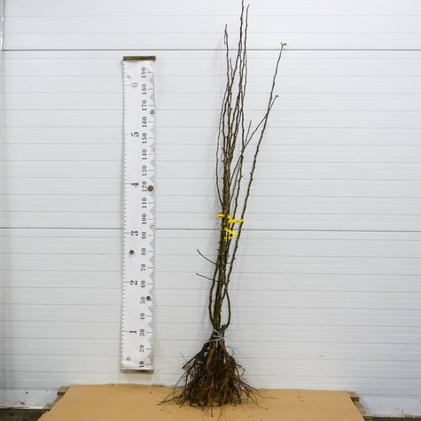 Grusza azjatycka Nijisseiki New Century najsłodsza