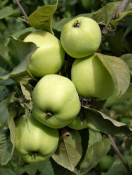 Jabłoń Antonówka Cukrowa START PACK