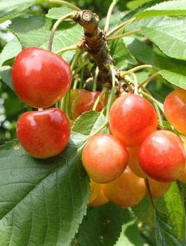 Czereśnia Bladoróżowa Miodówka Jasna START PACK