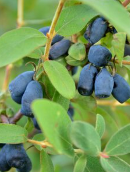 Jagoda kamczacka Czelabinka