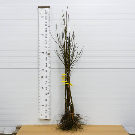 Wiśnia Pandy 103 Deserowa START PACK