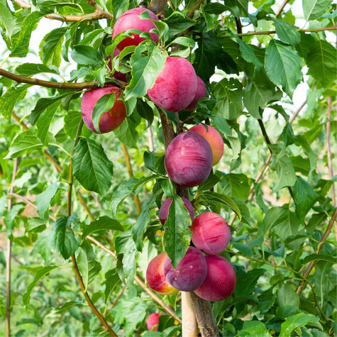 Śliwa japońska Kometa Samopłodna